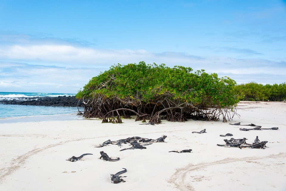 Coast photograph used for the Galápagos field journal.